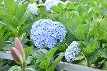 Thơ ca - nghệ thuật của ngôn từ, là ánh sáng lung linh (Trần Thị Như Quỳnh)