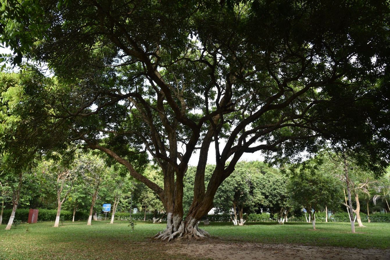 Lời ru gởi về xứ Nghệ