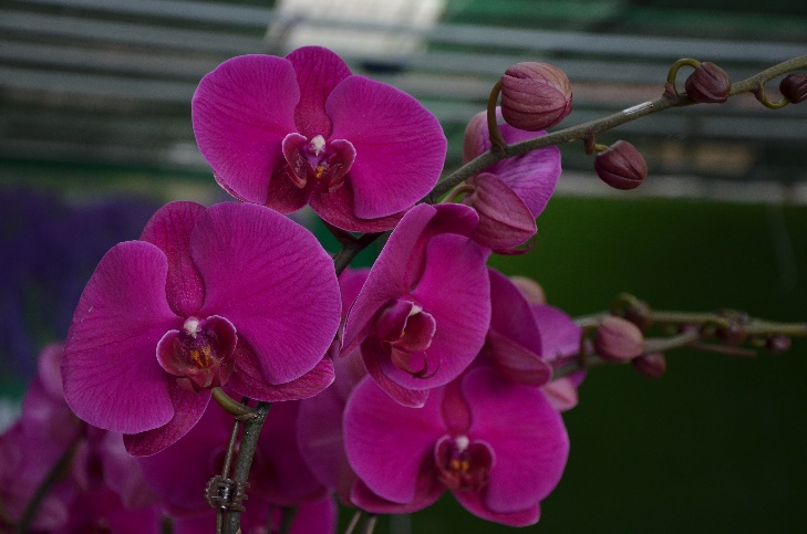 Cánh lan màu nhớ