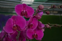Những vần thơ về Mẹ